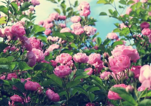  『之盛』此花埋土就活，花期有万花怒放之盛，栽2棵，花开满院变花海
