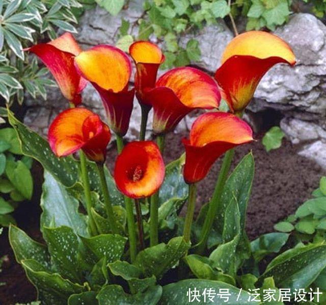 【狄特】美神阿弗洛狄特都嫉妒的马蹄莲,既是纯洁秀挺,又是多彩艳丽