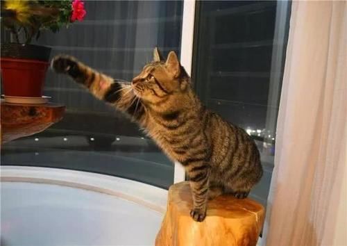 是什么品种的猫