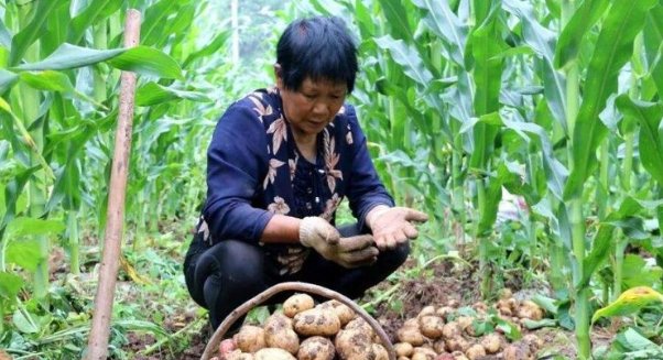  #作物#农民很喜欢的一种作物，被称为”土黄金“，现在成稀罕物