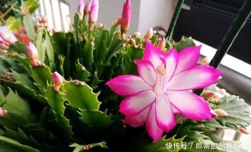 『长不好』什么淘米水、松针土都不如几颗臭丸子，土里埋几颗，养花窜满盆