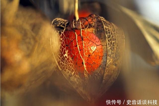  [枝繁叶茂]室内不知道养什么花？推荐此3种，好养易活枝繁叶茂，花期非常长
