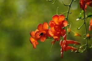 「墙花」生活“懒散”，试着养此花，扦插一根枝条，化作满墙花瀑，漂亮！