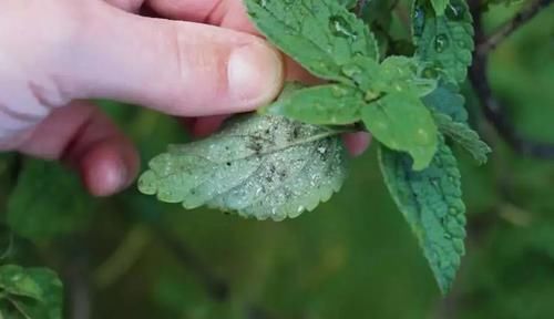  『盆栽』这7种植物虫害没处理好，想要养好盆栽花卉就难了