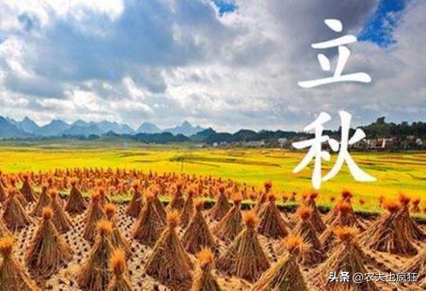 立秋将至，俗语“立秋顺秋，绵绵不休”什么意思？今年是顺秋吗？