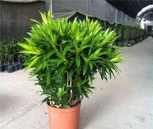  寓意■这4种“吉祥花”寓意富贵，养了就是赚了，家里人都受益