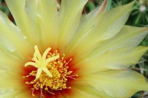  [盆栽]盆栽仙人掌不开花?照这个简单方法养,花大色艳压断枝!