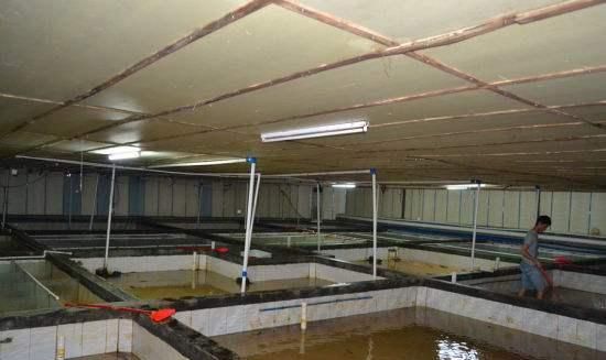  保护动物|曾卖2千元一条，如今价钱大跌，一斤不足20元，养了没