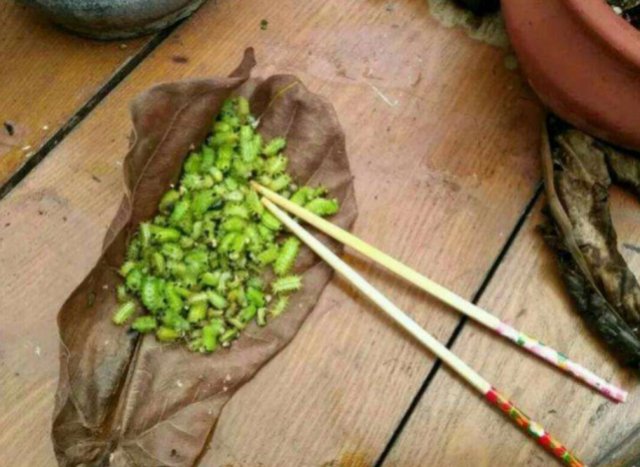  野果|藏在花生地里的“宝贝”，以前人见人怕，如今网上一斤100