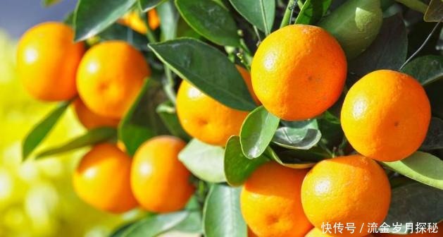 『种花草』可以食用的9种花草,最好在卧室放一盆!不但好看还好吃