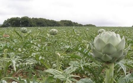  「洋蓟」外国人眼中“蔬菜之皇”，引入国内却被嫌弃，网友：价