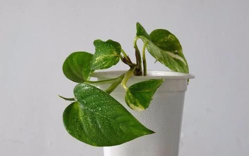  掉一些■养花要“心狠”，特别是这5种花，剪得越狠长得更好，形态也越美
