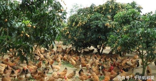  待遇@未来在农村，这4个行业的待遇会非常不错，农民了解一下