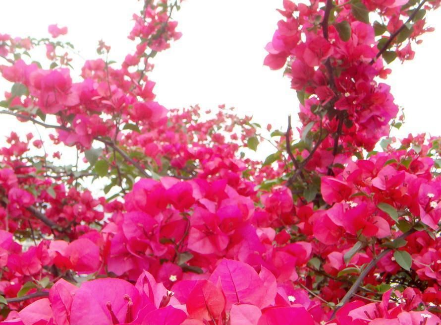  「巴西三角梅」绿萝赶紧扔了吧！此花爬藤能力强，只需2棵就可以爬出一面花墙
