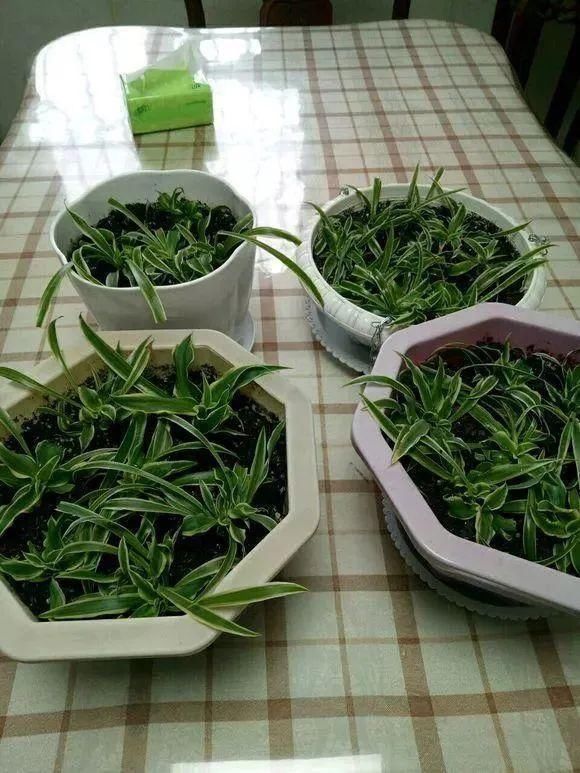  『分盆』春天这4种花最爱“下崽子”，一盆变十盆，赚翻了！