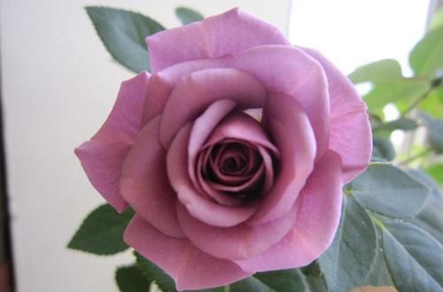  『花型』阳台养此款花卉，花型独特圆滚，植株旺又壮，摆哪里都是花园