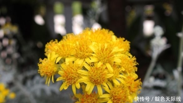 『郁金香』爱沾花惹草试试“秋日胭脂”,花色紫红善变,一株多色,芳香怡人