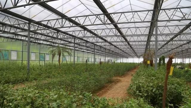  幼虫|养蝴蝶年赚百万，投入低还回报快