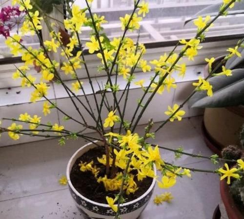  『迎春花』养花就养这几款，全年开花不停，旺财又旺宅，而且观赏性强