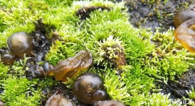 下雨后才有的野菜，农民称它“神菜”“天菜”，第一眼像“鼻涕”