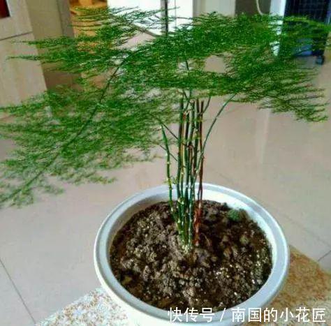  作用|每隔7天涂一点这“汁液”，绿萝、文竹、吊兰叶片油绿，窜不停