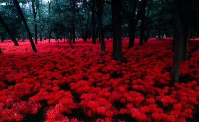  #彼岸花#彼岸花开，花开彼岸，又到一年花开时，你被美到了吗？