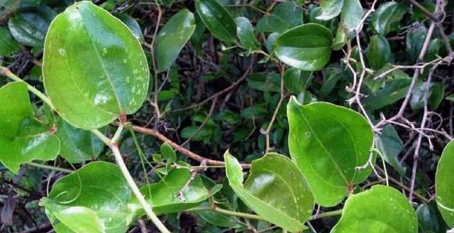  「果子」野外一种野草叫“金刚藤”，叶片不规则有个性，结了红果子真好看