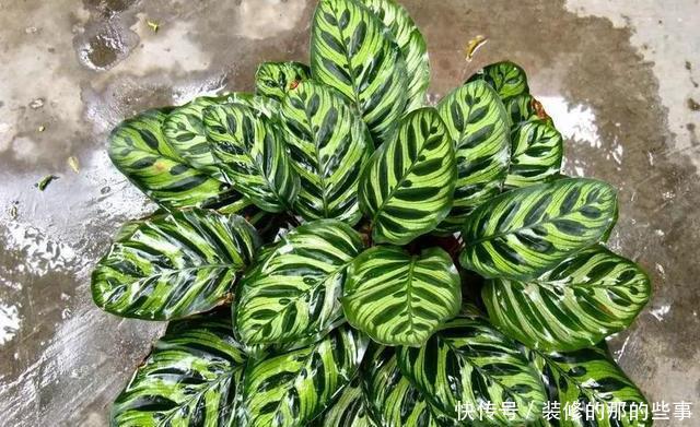 「阳光」这5种叶子花,命贱好养,没阳光也能长好!叶子比花好看