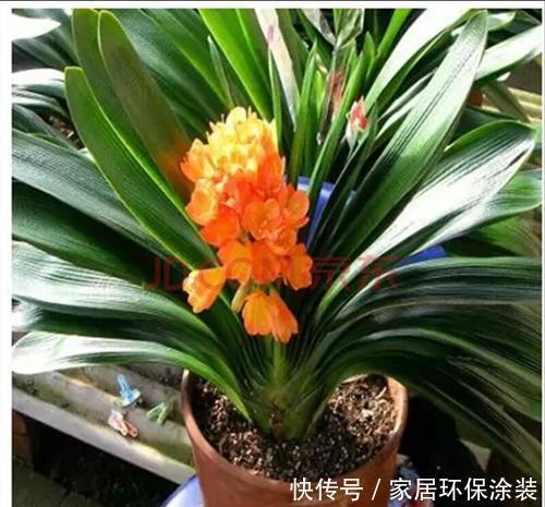 入秋|2种花,夏天做好这件事,入秋早开花