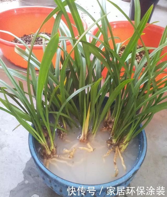  [些花友养]兰花养爆了盆，春天1个小技巧，分出20盆，瞬间变大户！