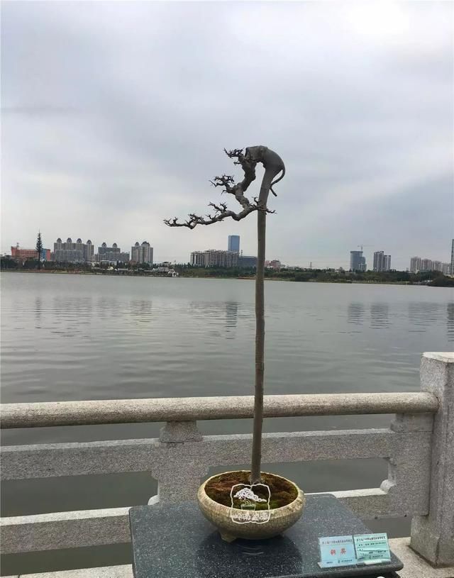 广州园艺博览会岭南盆景作品回顾