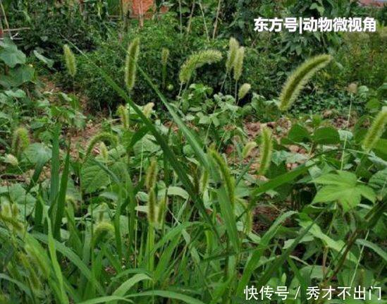  狗尾巴草|农村田地里害草，农民们将它当柴烧，其实能入药，晒干