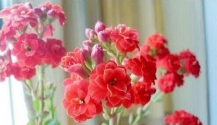  #漂亮#“4种”寓意好的花，喜庆吉祥好运来，养人旺财添富贵，漂亮好养