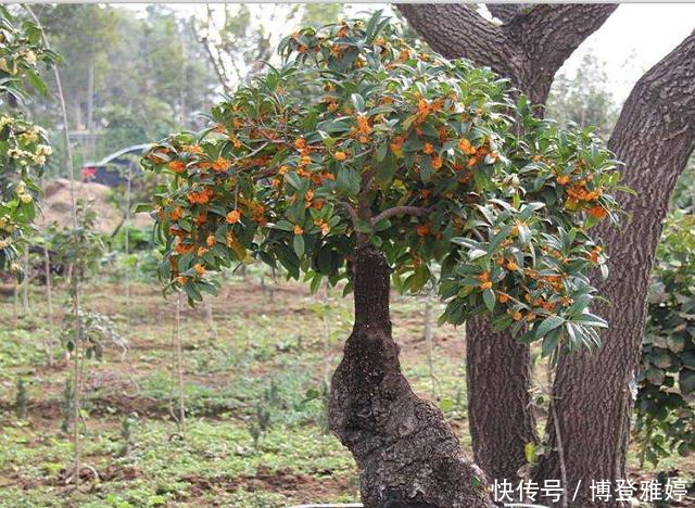  适合@我国这几种花卉，都适合在院子里种植，有条件的建议种几株