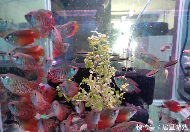  【想到】给观赏鱼用药之前，我们首先就要想到，万一加多了怎么办？