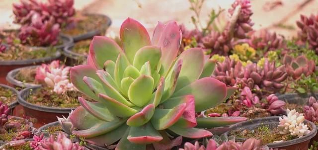  「年收入」丰县一小伙种植多浆植物，年收入达三十万！