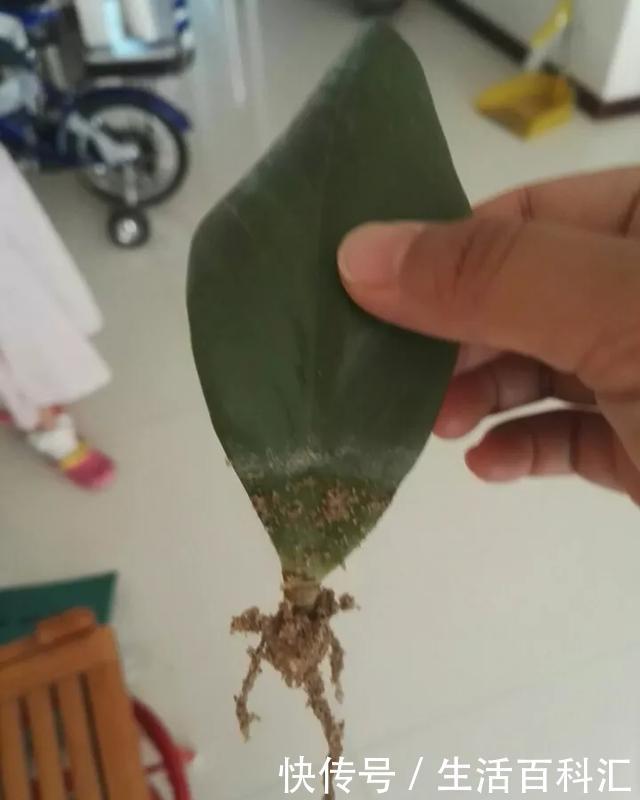  家里@6种招财旺运好扦插的花，1年繁殖50盆，家里多得装不下