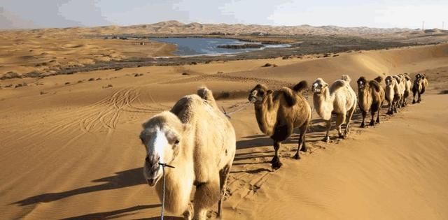  「好处」中国沙漠都变为森林, 对世界真的只有好处吗? 说出来你