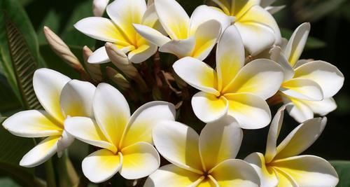  「家里」花朵迷人芬芳的鸡蛋花，还能用枝条培育成家里的盆栽