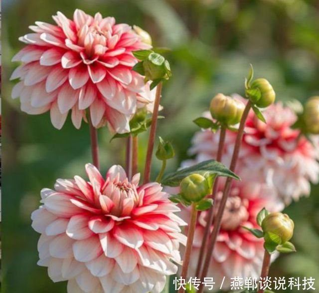  [养花]“4种花”是养花首选，?漂亮又好养，花朵硕大，花期长！