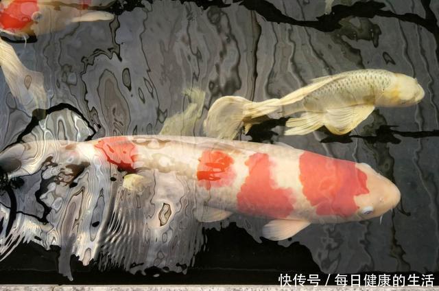 养鱼老道■纯自然方法饲养观赏鱼,过滤系统饲养观赏鱼,这两个方法哪个好