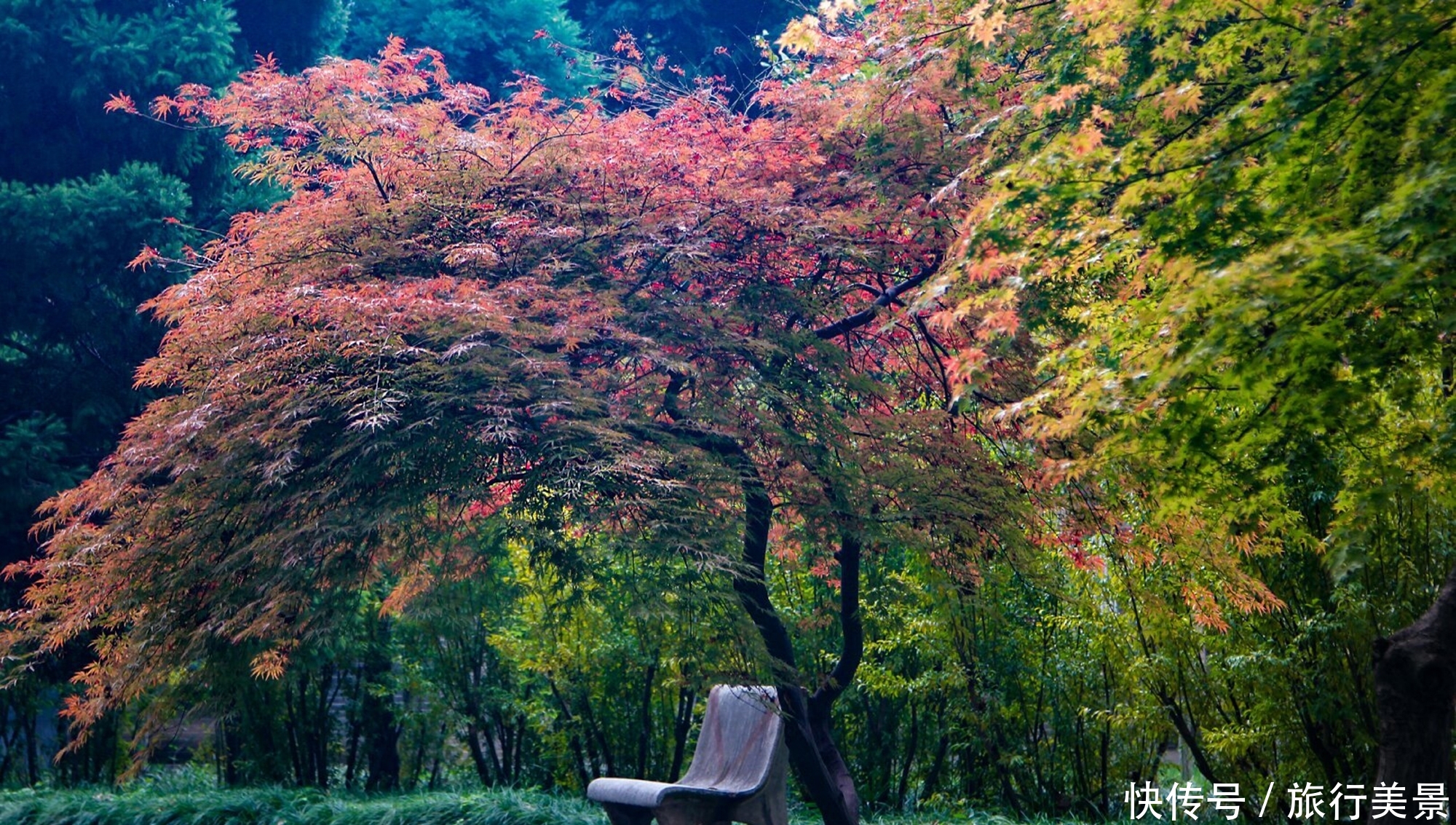 秋天的西安交通大学，五彩缤纷的风景，让人流连忘返