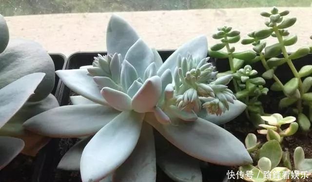  哪几种@哪几种多肉植物叶片不能喷水 否则喷一盆死一盆