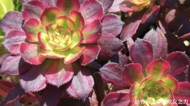  『开花的植物』自带“魔法”的多肉，只养它，也能打造出漂亮花园！