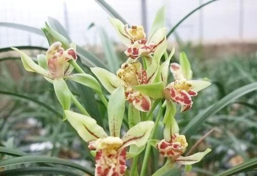  『珍品』百年难遇的奇花铭品，花型独特罕见，花香浓郁悠远，居室必备珍品