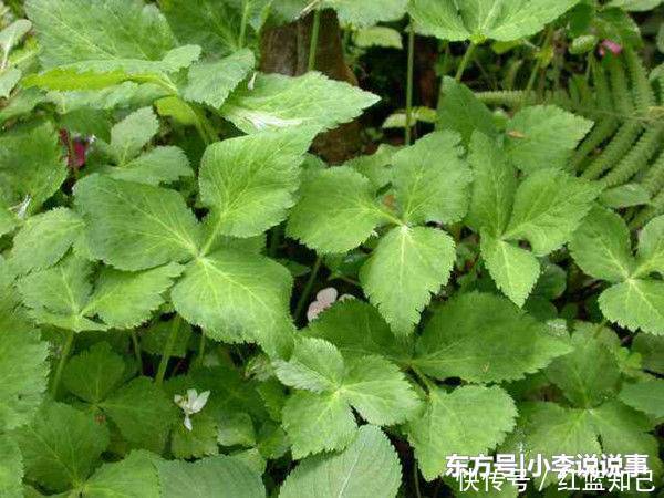 农村山沟里的野草，农民叫“鸭脚草”，15元斤，可惜少人知道