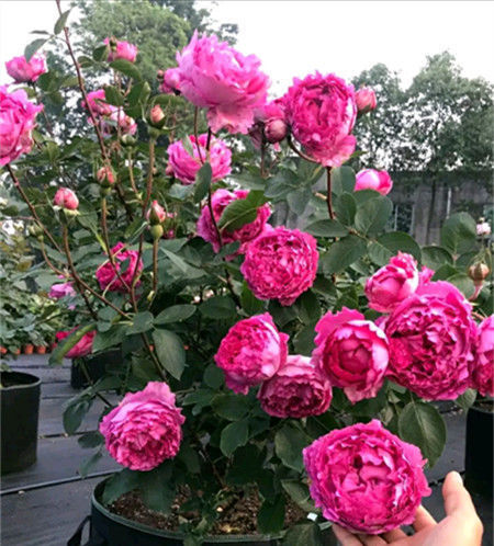  #养花#春季养花，不妨养这几款，花色多又艳，四季花开不停，美