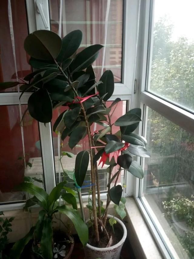  #散射光好#3种树，每月砍1刀，呼呼疯狂冒新芽！