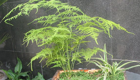 多朋友@文竹虽美,难度夏!家中种植做好这几点,枝繁叶茂长两米!