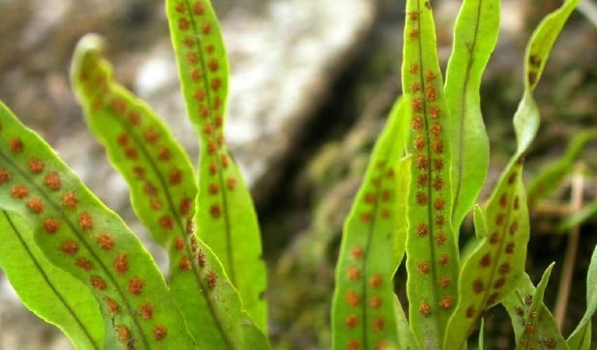 它长在石缝里， 叶背自带“金珠”， 常被误认成病草， 却价值珍